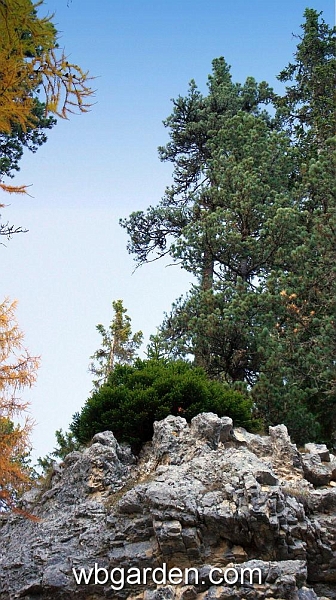 wbgarden alps 136.JPG